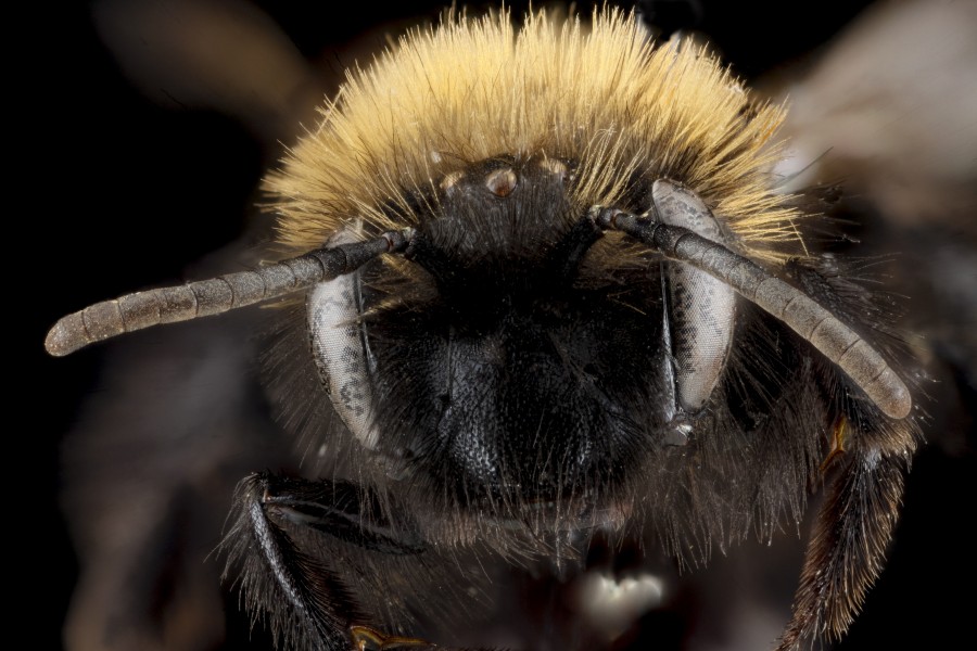 Andrena anograe f face
