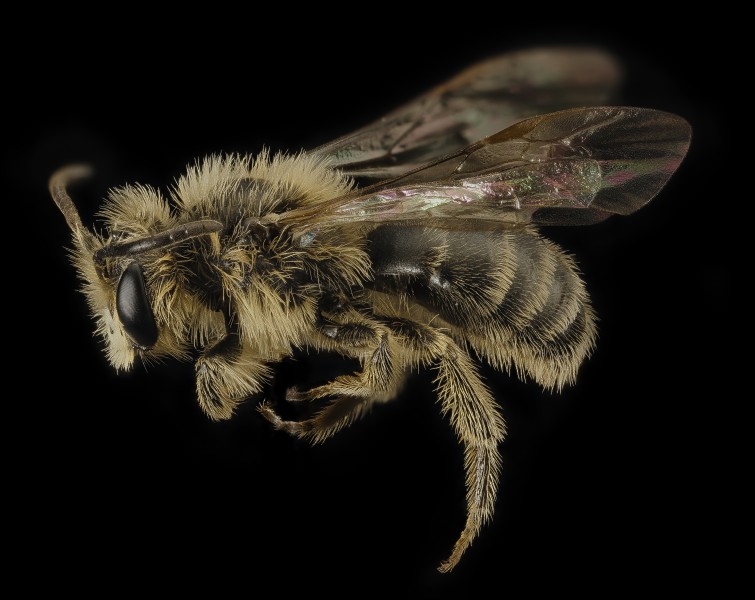 Andrena arabis, m, side, beltsville, md 2016-03-24-17.46