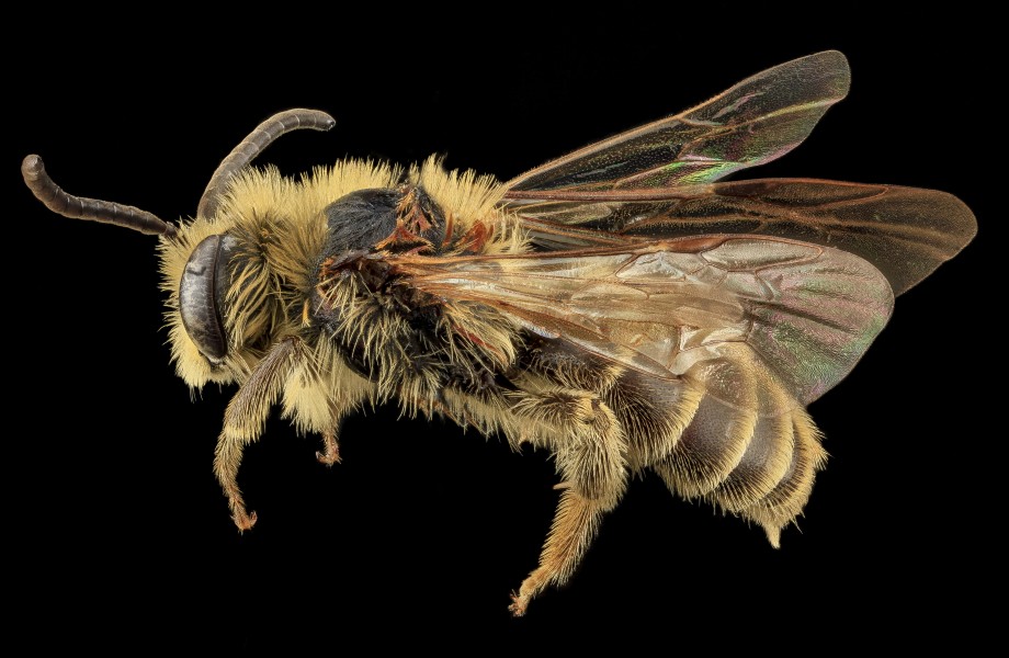 Andrena asteroides, U, Side, PG county, MD 2013-07-12-15.09.24 ZS PMax