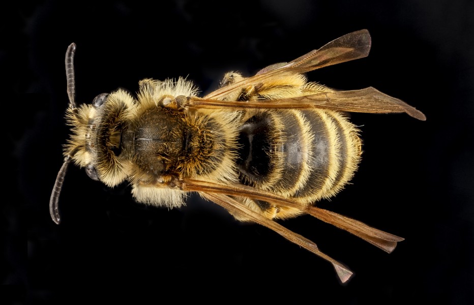 Andrena astragali f1