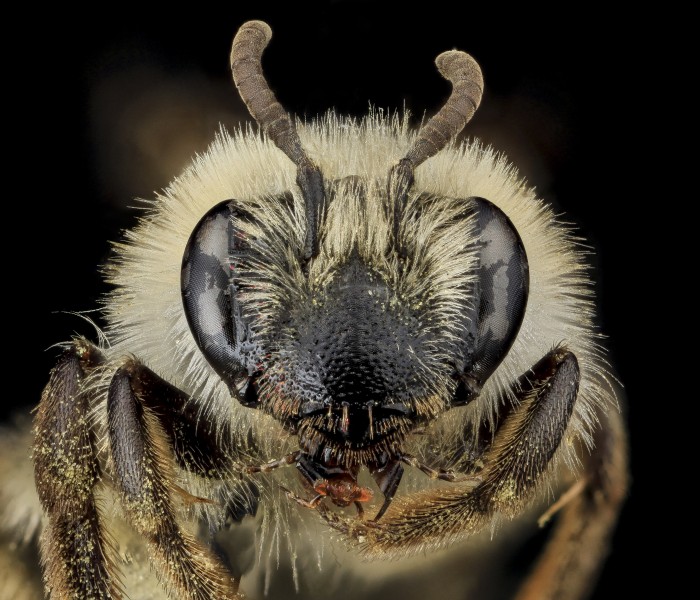 Andrena barbilabris face