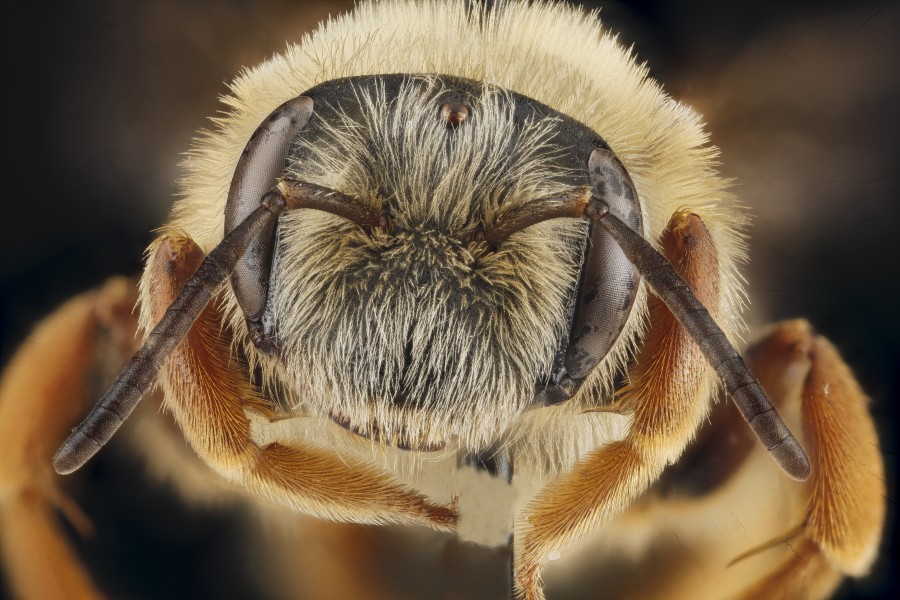 Andrena commoda, female, face 2012-08-02-18.06.00 ZS PMax (8194019534)