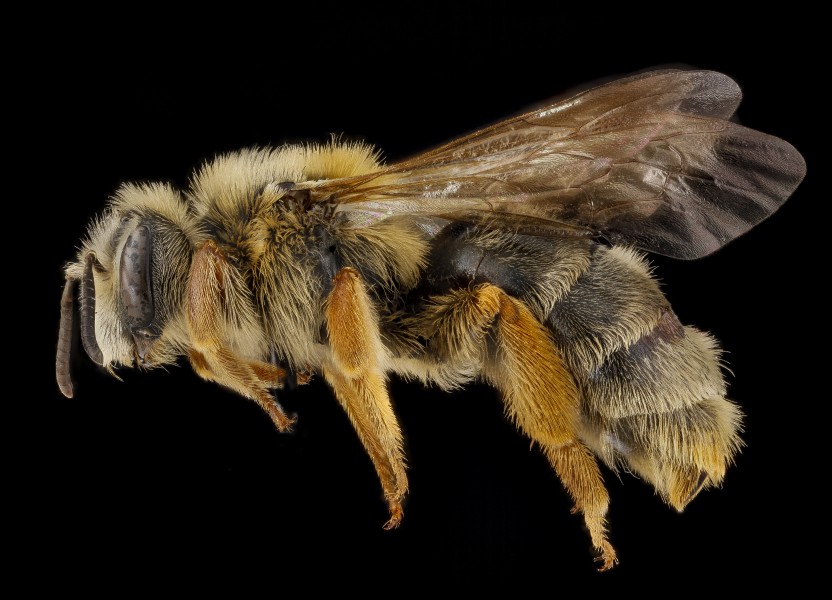 Andrena commoda, female, side 2012-08-02-18.12 (8194018630)