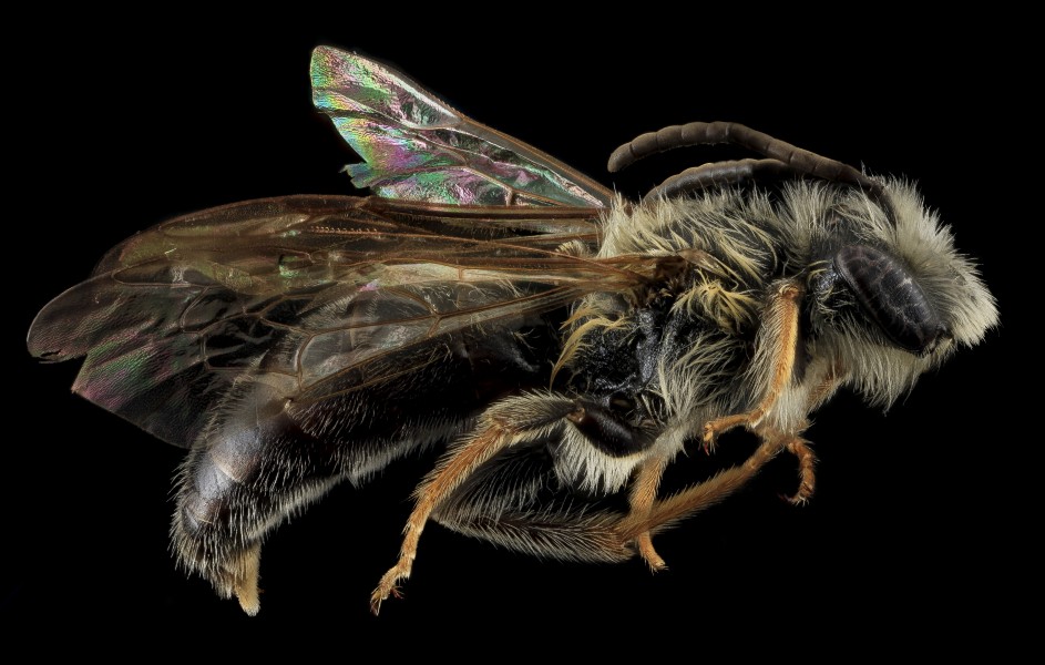 Andrena confederata, M, Side, MD, Calvert Co 2013-08-01-15.12.06 ZS PMax
