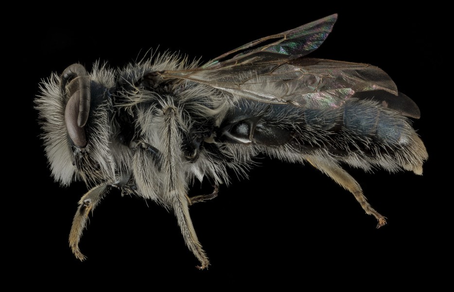 Andrena cuneilabris,M,Side, Humboldt Co,CA 2013-12-12-15.51.16 ZS PMax