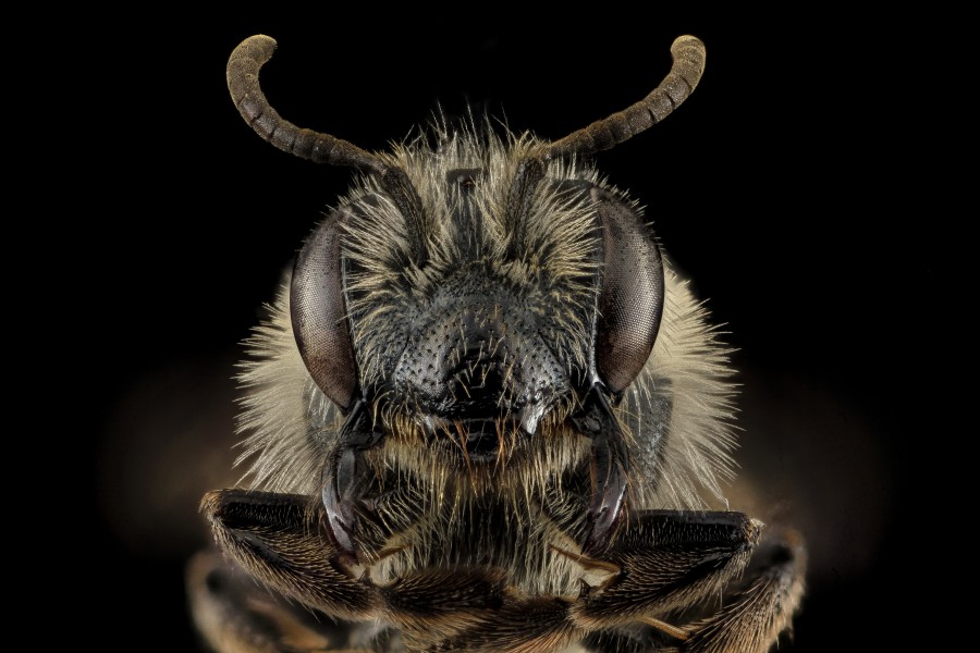 Andrena geranii, F, Face, WI 2014-03-05-17.13 (37187839326)
