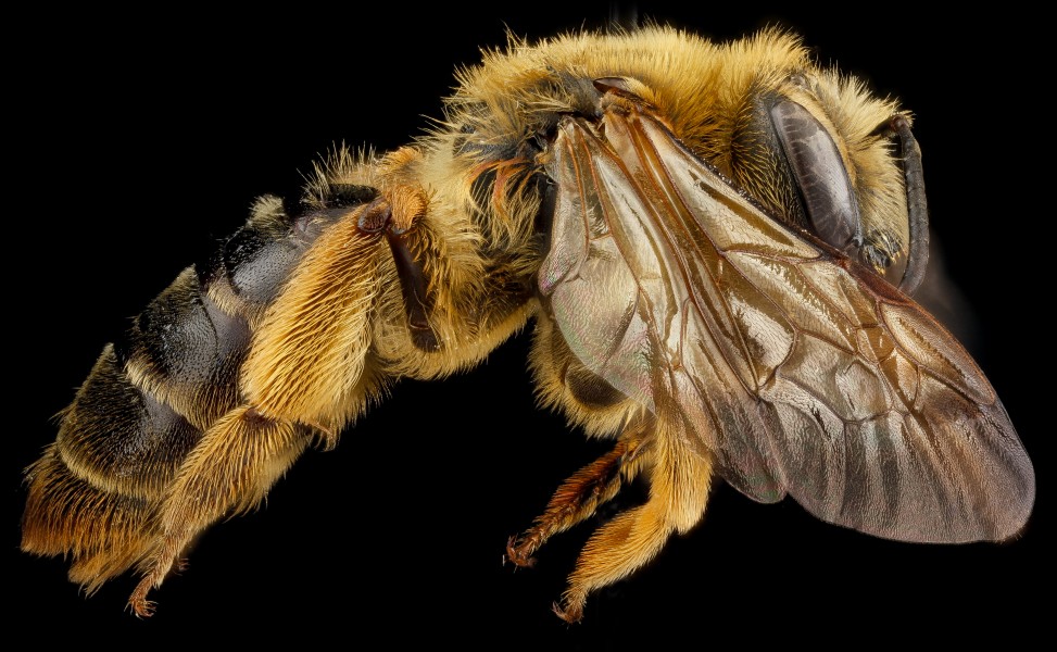 Andrena hilaris f
