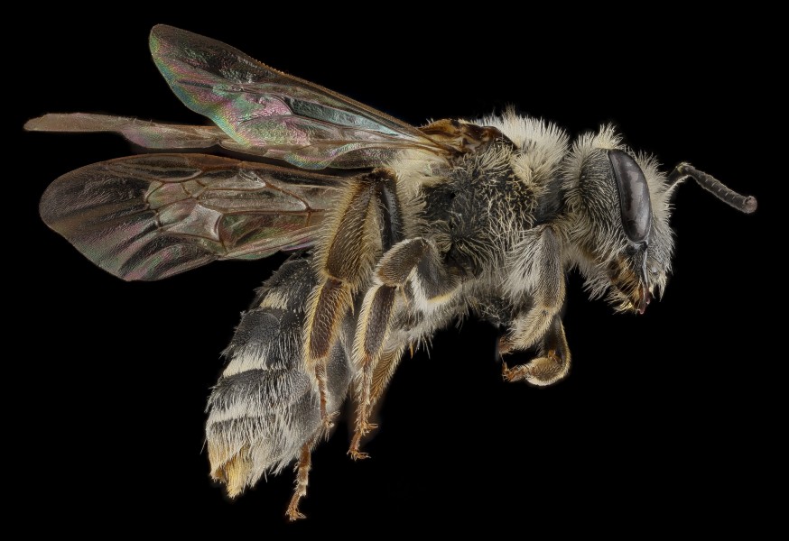 Andrena hippotes, female, side 2012-08-02-19.11.03 ZS PMax (8192928407)