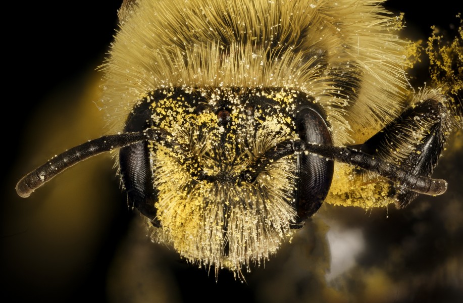 Andrena hirticincta , f, face, Maine, Du Clos 2015-12-01-11.24 (24244989859)