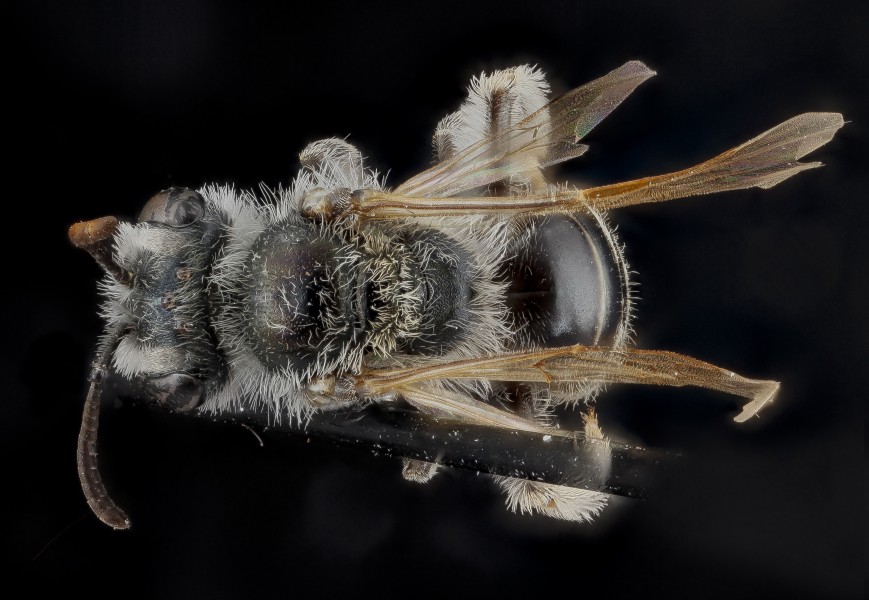 Andrena illinoensis. female, back2 2012-08-08-16.18.07 ZS PMax (8107334982)