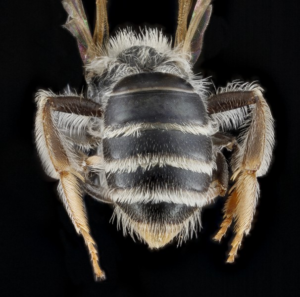 Andrena illinoensis, female, back1 2012-08-08-15.55.09 ZS PMax (8107336150)