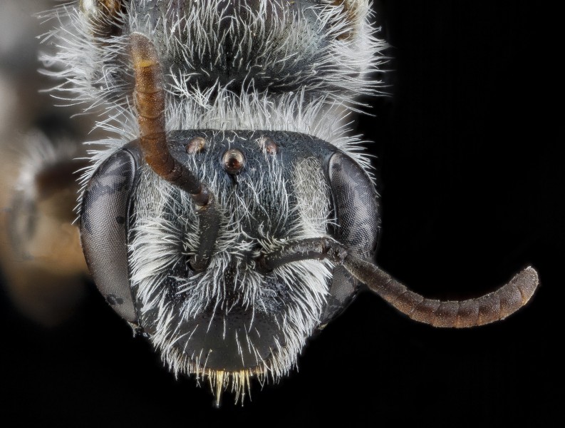 Andrena illinoensis, female, face 2012-08-08-16.02.45 ZS PMax (8107326727)