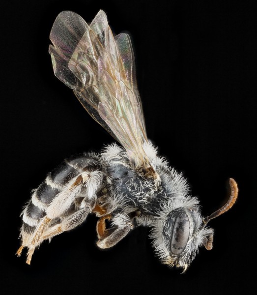 Andrena illinoiensis