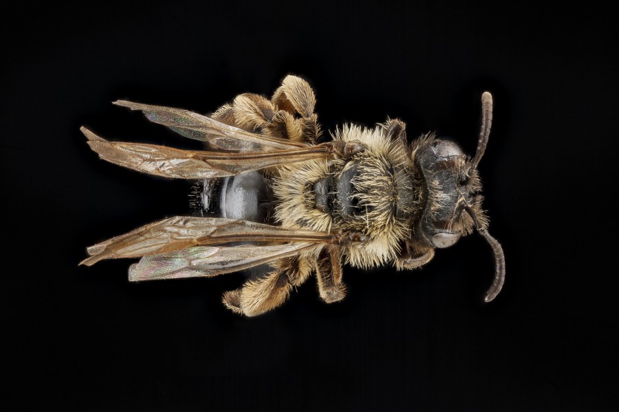 Andrena merriami, female, back2 2012-08-08-16.36.40 ZS PMax (8104220100)