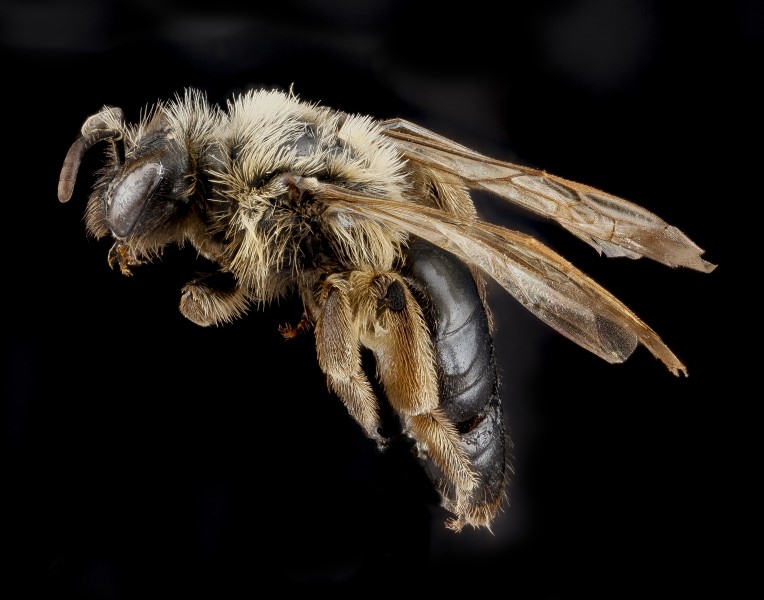 Andrena merriami, female, side 2012-08-08-16.49 (8115851823)