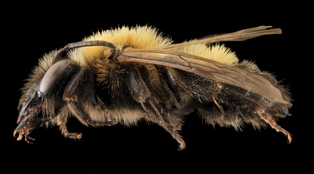 Andrena milwaukeensis, F, Side, Hancock co., Brooklin 2014-01-06-14.48.32 ZS PMax