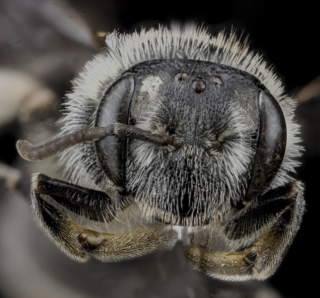 Andrena miranda, female, face 2012-10-26-15.51.08 ZS PMax (8196640056)