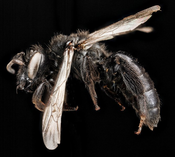 Andrena nigerrima f