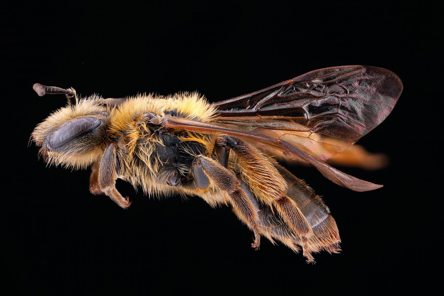 Andrena nigrihirta