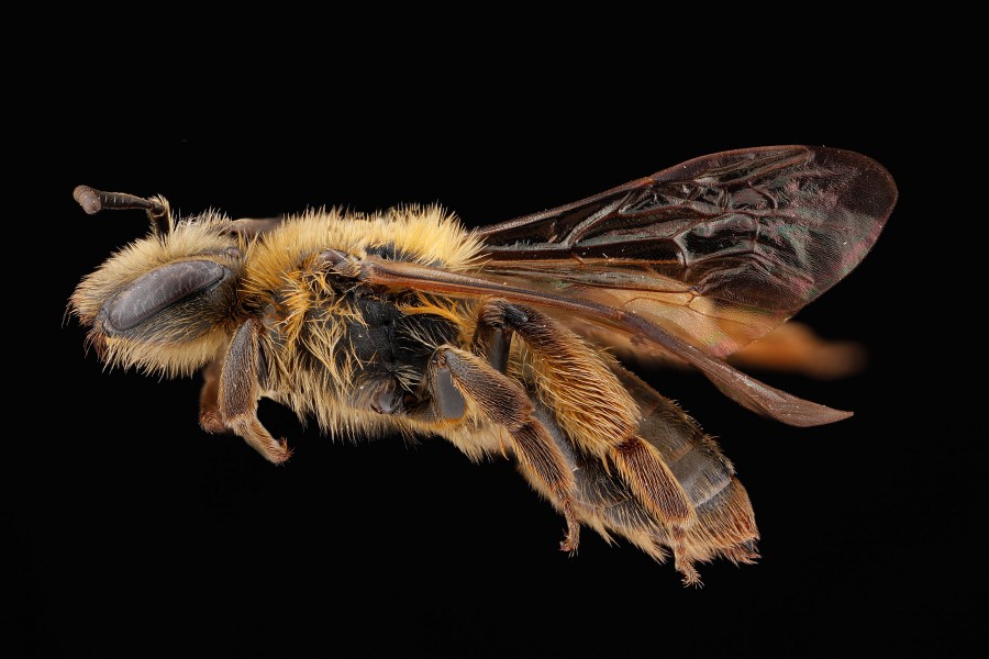 Andrena-nigrihirta,-female,-side clean (7164054987)