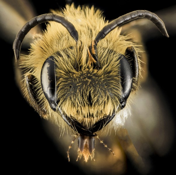 Andrena nivalis, M, Face, MI, Alger Co 2014-03-27-13.09.39 ZS PMax (21867806359)