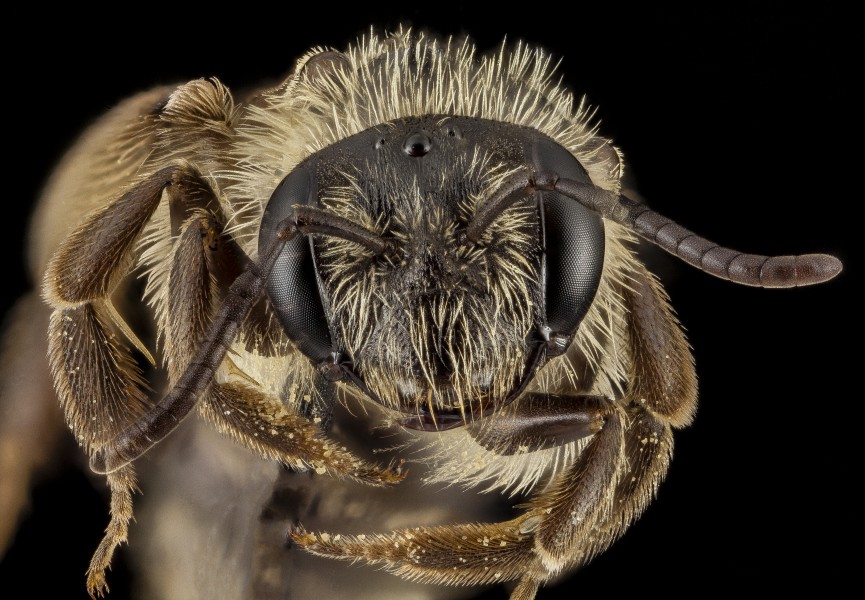 Andrena nubecula, F, Face ammonia, MD, Anne Arundel County 2014-02-21-17.13.59 ZS PMax (21436805613)