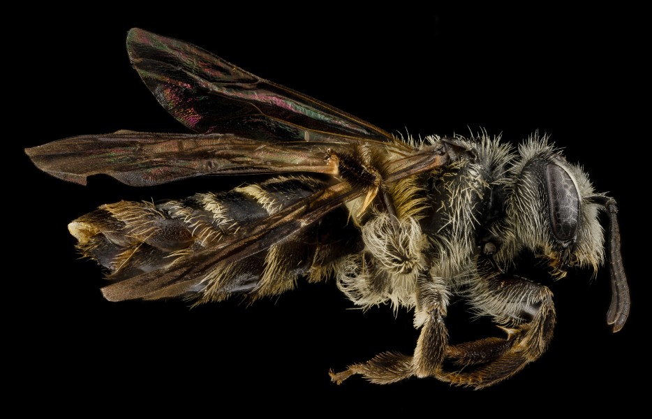 Andrena nubecula, F, side, North Carolina, Buncombe County 2013-03-19-14.25.35 ZS PMax