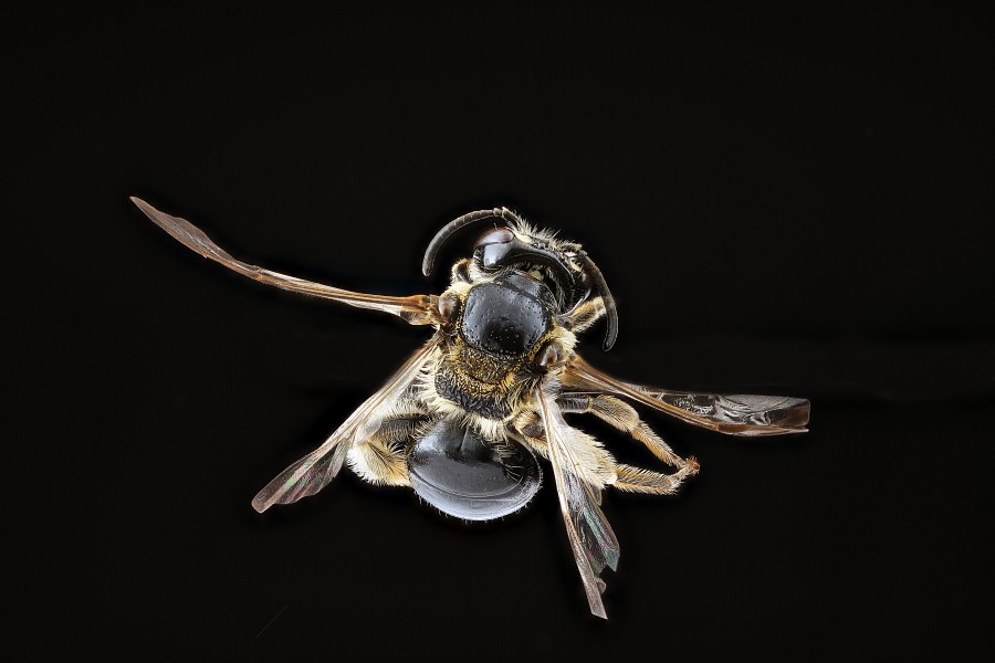 Andrena nuda