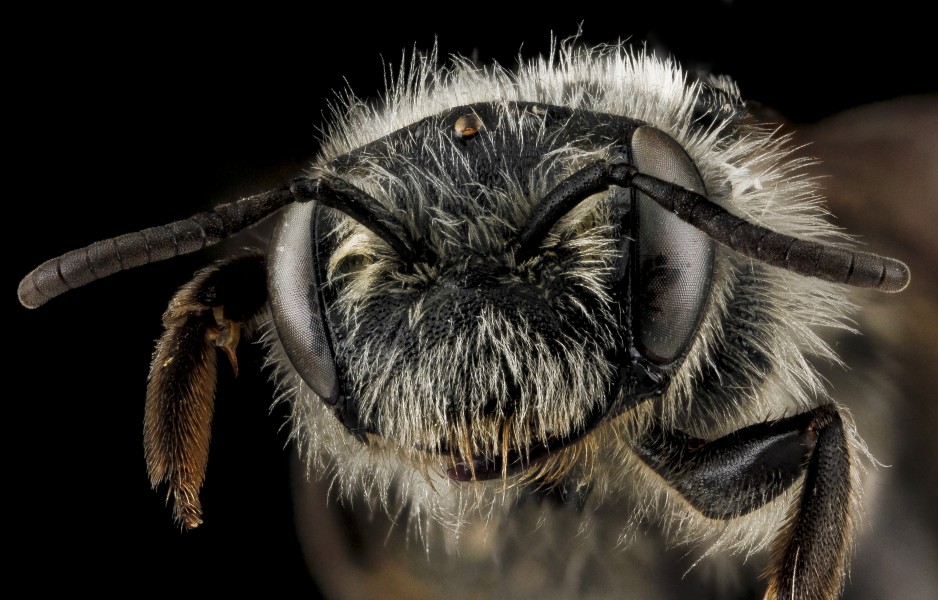 Andrena pallidiscopa, female, face 2012-08-08-17.05.47 ZS PMax (7984376096)