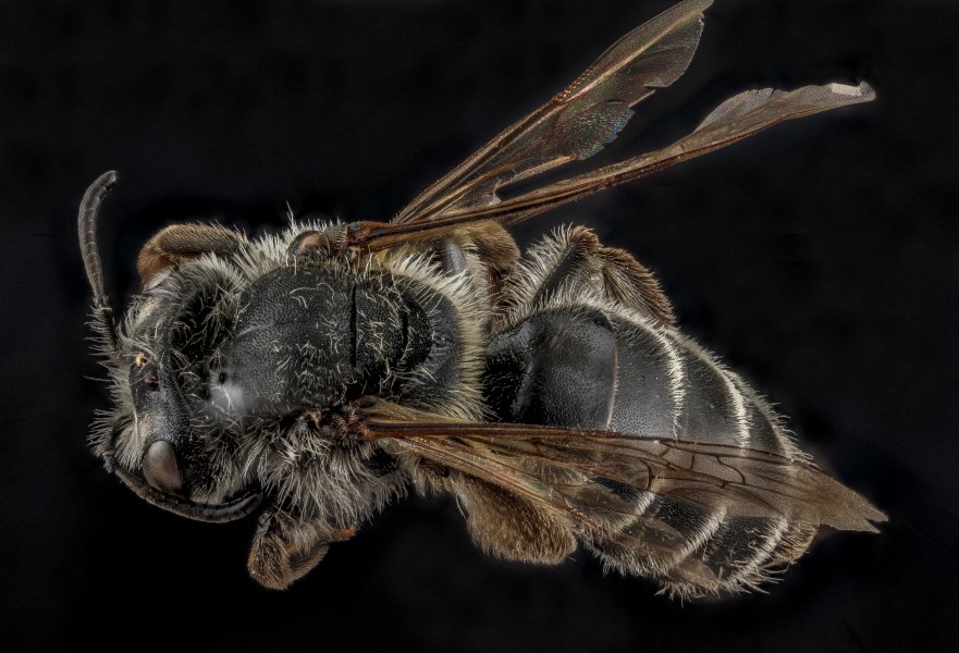 Andrena pallidiscopa f