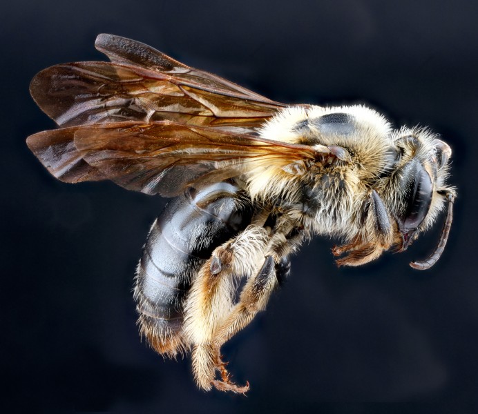 Andrena perplexa