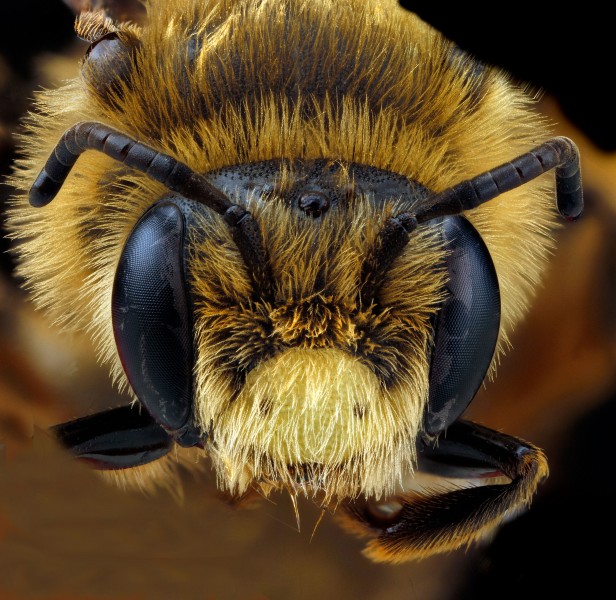 Andrena rudbeckiae