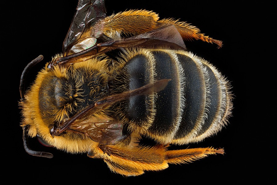 Andrena rudbeckiae m