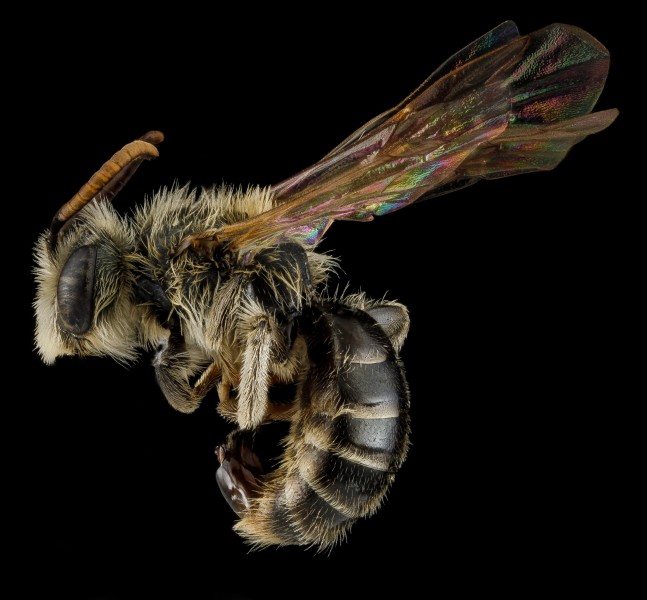Andrena salictaria