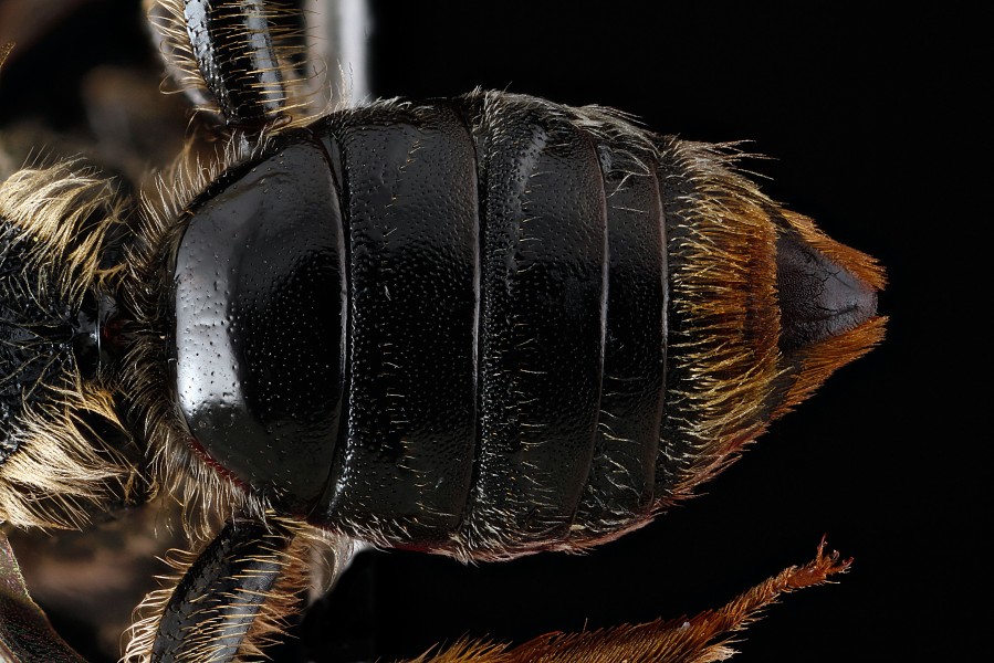 Andrena spiraeana abdomen