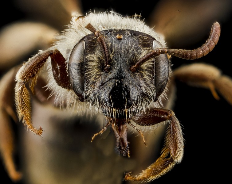 Andrena uvulariae, F, face, 2012-10-26-11.32.33 ZS PMax (8126498199)