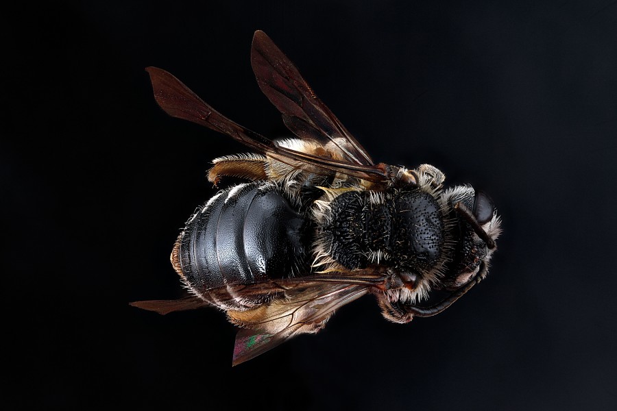 Andrena virginiana f
