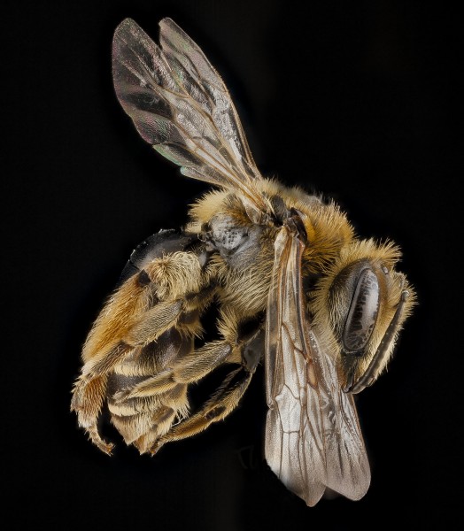 Andrena wilkella female