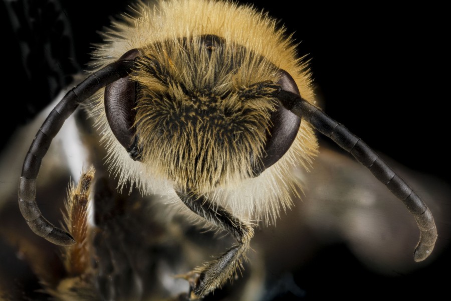 Andrena wilkella male face