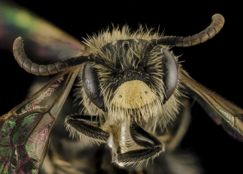 Andrena ziziae, M, Face, VA, Giles County 2014-01-31-13.35.54 ZS PMax (12543049874)