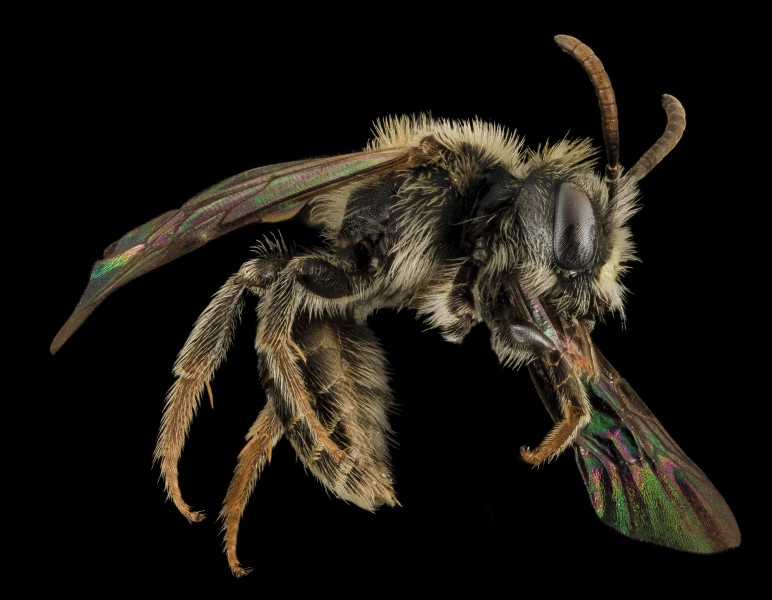 Andrena ziziaformis, M, Side, VA, Giles County 2014-01-31-17.09.55 ZS PMax