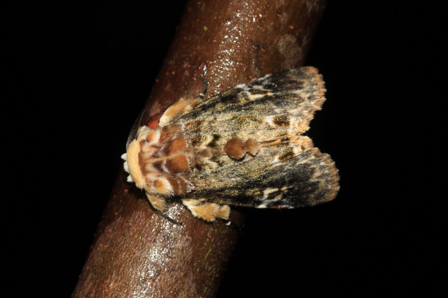 Anepholcia pygaria (Noctuidae- Pantheinae) (22823373727)