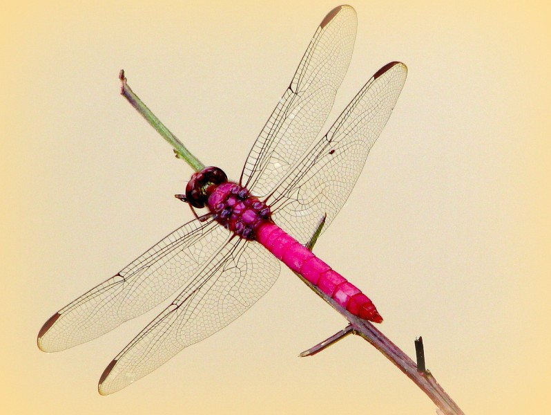 Anisoptera Ana Cotta 3219772039