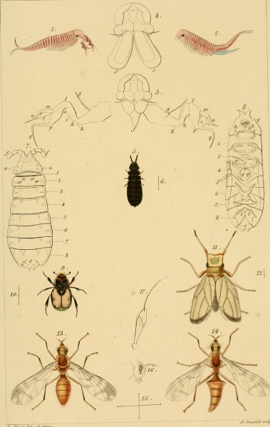 Annales de la Société entomologique de France (1842) (18202009155)