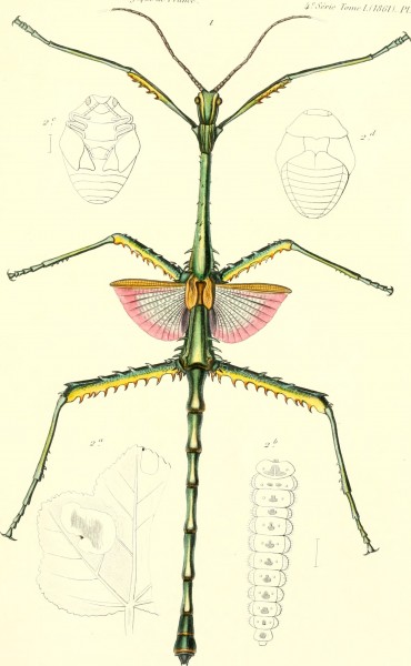 Annales de la Société entomologique de France (1861) (18202551135)