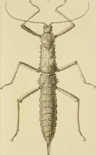 Annales de la Société entomologique de France (1872) (18014502750)