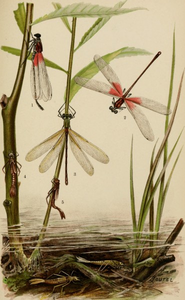 Annual report (c1904-1920) (18240108928)