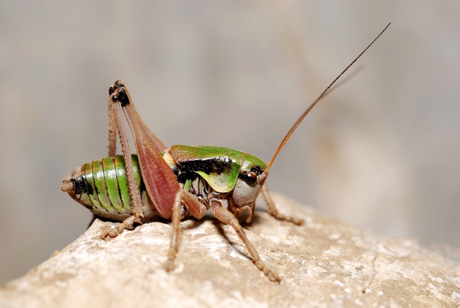 Anonconotus alpestris male (3787938321)