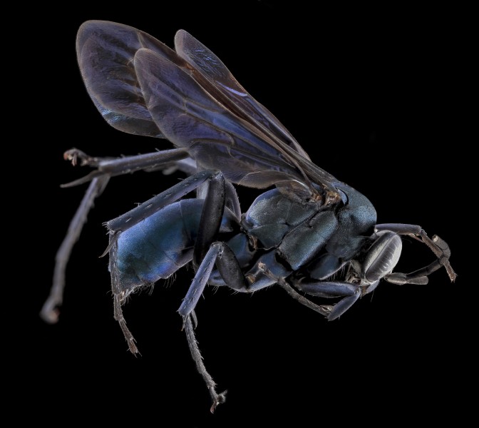 Anoplius amerthystinus, Male, Side, GTMO, Cuba 2013-11-08-15.41.16 ZS PMax