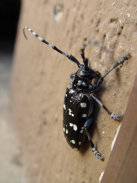 Anoplophora chinensis 2008